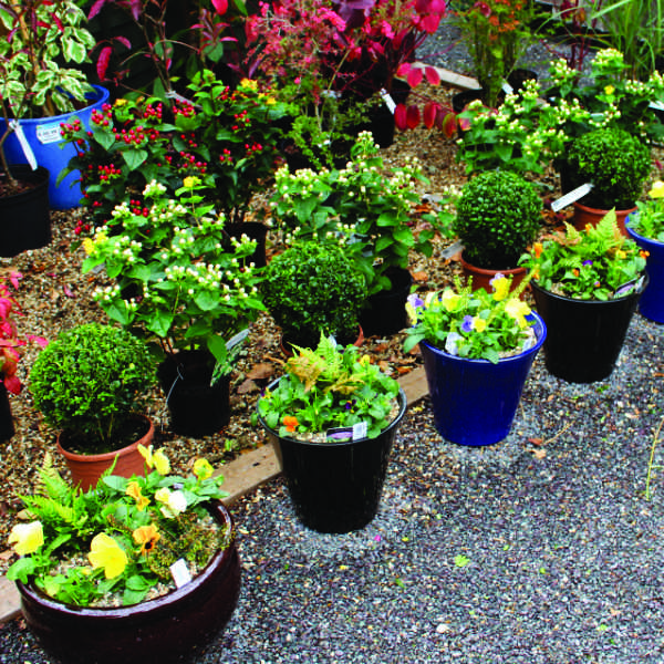 Plants for Winter Containers